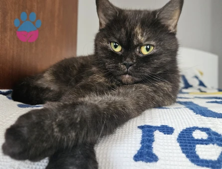 British Shorthair 4 Yaşında Dişi