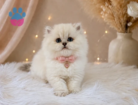 British Longhair Muhteşem Güzellikte Yavrumuz