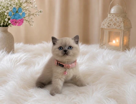 Blue Point Dişi British Shorthair Yavru Kedi İstanbul