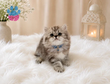 Göz Alıcı Silver Tabby Desenli British Longhair Erkek Yavrumuz