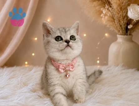 Nadir bulunan Silver Point Dişi British Shorthair Yavrumuz