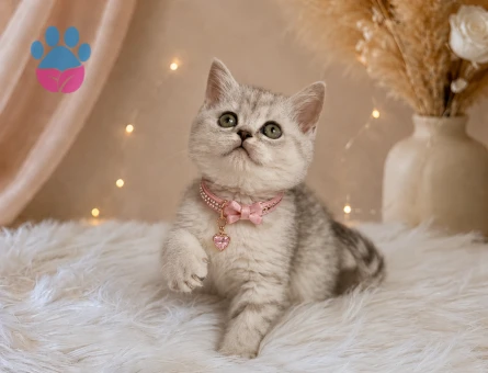 Nadir bulunan Silver Point Dişi British Shorthair Yavrumuz - 4529