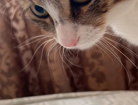 Acil yuva arayan 7 aylık tekir kedi - 4530