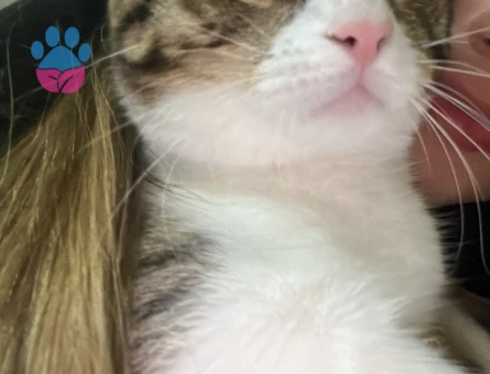 Acil yuva arayan 7 aylık tekir kedi