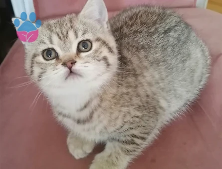 British Shorthair Exzotic