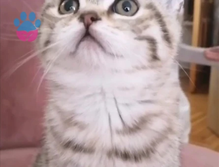British Shorthair Exzotic