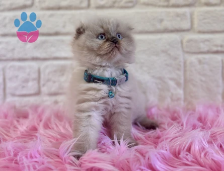 Scottish Longhair Topaç Erkek Yuva Arıyor