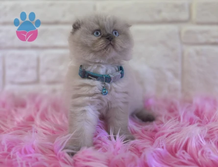 Scottish Longhair Topaç Erkek Yuva Arıyor