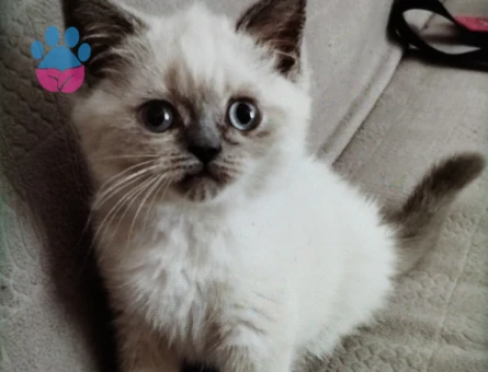 İzmir Safkan British Sorthair yavrular