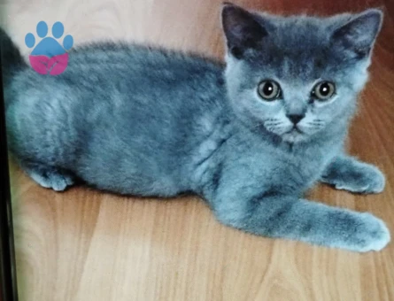 İzmir Safkan British Sorthair yavrular