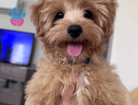 Maltipoo 1 Yaşında Milka Yuva Arıyor
