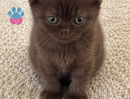 Özel Renk Çikolata Scottish Fold