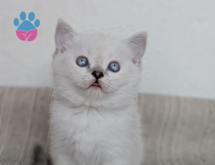 kedimiz Lokum'un birbirinden güzel 4 adet British Shorthair yavrusu yeni yuvalarını arıyor.