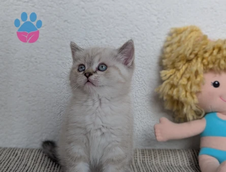 kedimiz Lokum'un birbirinden güzel 4 adet British Shorthair yavrusu yeni yuvalarını arıyor.
