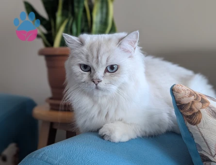 kedimiz Lokum'un birbirinden güzel 4 adet British Shorthair yavrusu yeni yuvalarını arıyor.