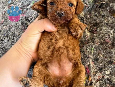 Poodle Yavrular