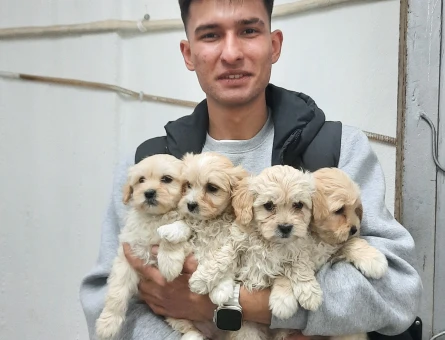 Maltipoo Bebekler - 5095
