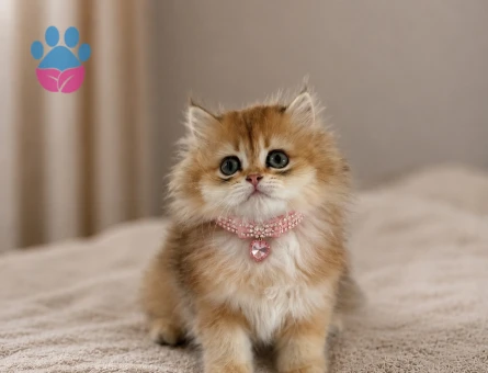 British Longhair Harika Renk Golden Dişi Yavrumuz