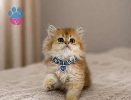 British Longhair Yakışıklı Erkek Yavrumuz