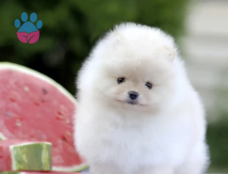 Premium Kalite Pomeranian Yavrular