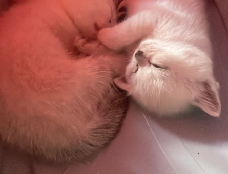 British Shorthair 1 Aylık Yavru - 5106
