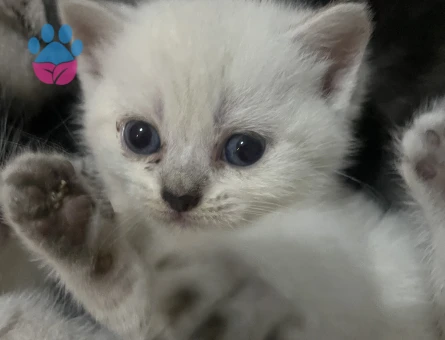 British Shorthair 1 Aylık Yavru