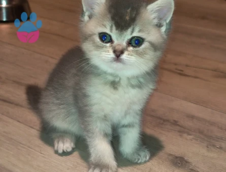British Shorthair Sevimli Top Kafalar