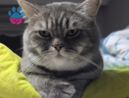 3 yaş erkek British Shorthair