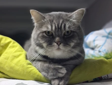 3 yaş erkek British Shorthair - 6562
