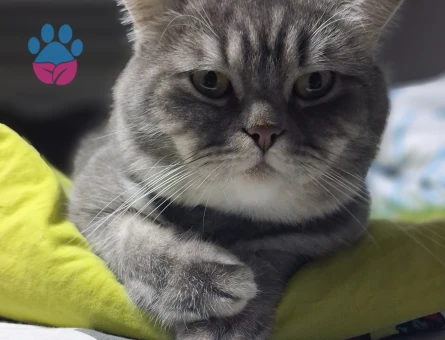 3 yaş erkek British Shorthair