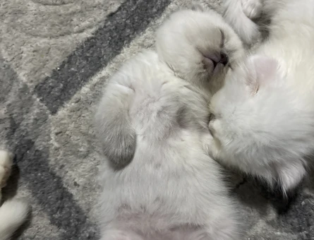 Scottish Fold Yavrular Yuva Arıyor - 6564
