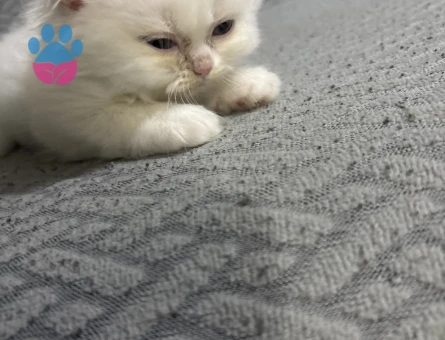 Scottish Fold Yavrular Yuva Arıyor
