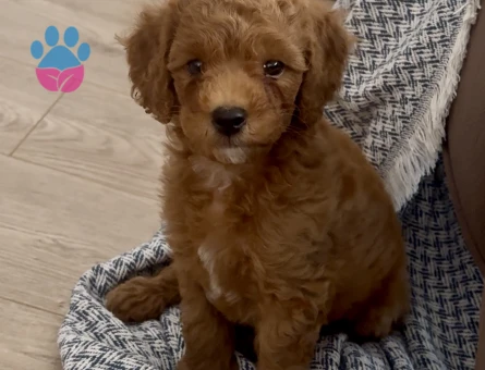 2 AYLIK ERKEK TOY POODLE - 6218 - Görsel 2