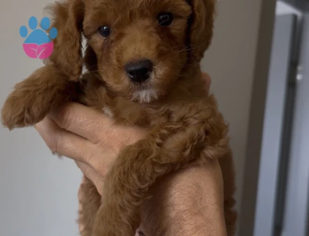 2 AYLIK ERKEK TOY POODLE - 6218 - Görsel 3
