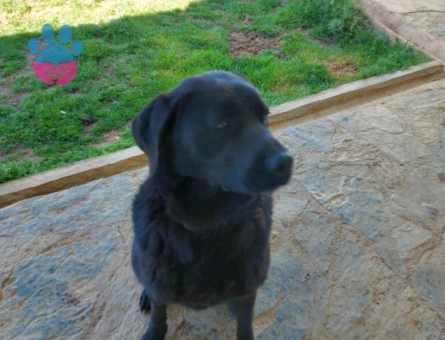 Ömürlük yuvasını arayan güzel kızımız 🐾