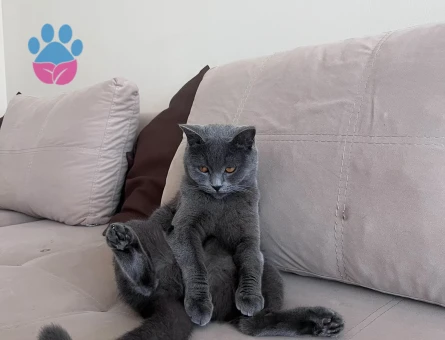 British Shorthair Ücretsiz Sahiplendirme