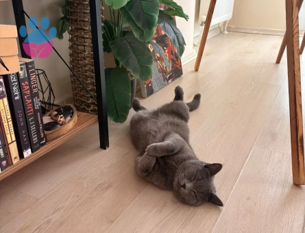 British Shorthair Ücretsiz Sahiplendirme