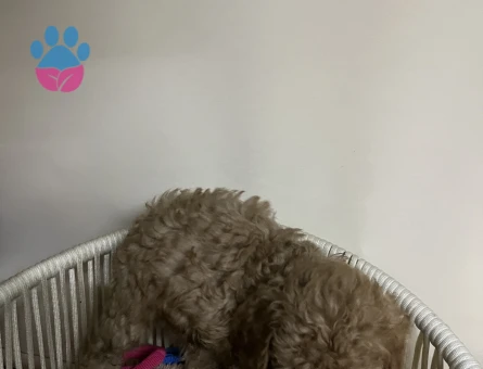 Toy poodle yavru erkek