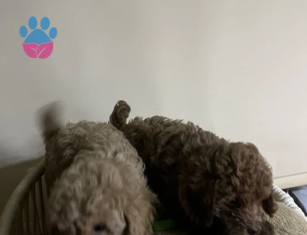 Toy poodle yavru erkek
