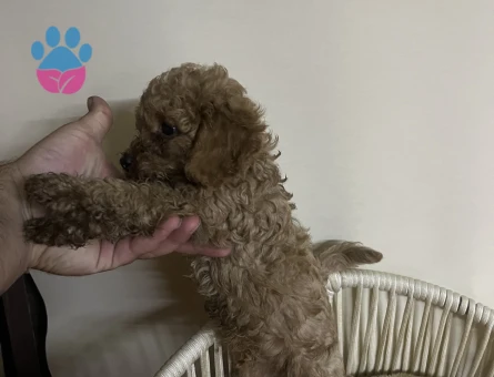 Toy poodle yavru erkek