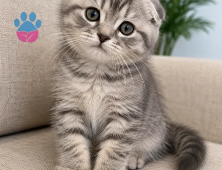 3 Aylık Dişi Scottish Fold – Tüm Eşyalarıyla
