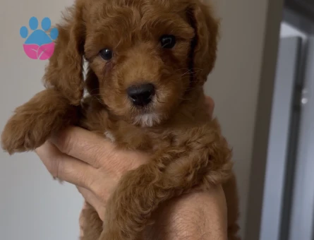 2 BUÇUK AYLIK ERKEK TOY POODLE 1 NUMARA - 6572