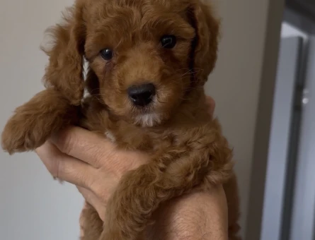 2 BUÇUK AYLIK ERKEK TOY POODLE 1 NUMARA - 6572
