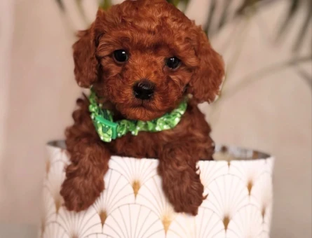 IRKININ EN MÜKEMMELİ TOY POODLE YAVRULARI - 6578