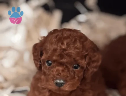 IRKININ EN MÜKEMMELİ TOY POODLE YAVRULARI