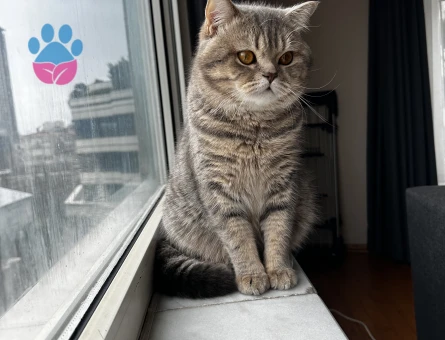 Scottish Fold Leo 1,5 yaş