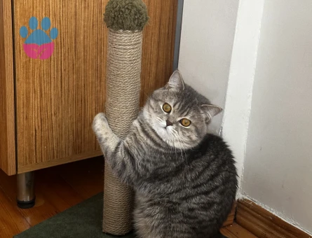 Scottish Fold Leo 1,5 yaş