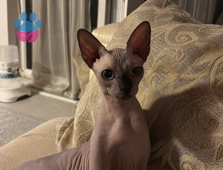 8 aylık sphynx (çok cana yakın) DİŞİ - 6584