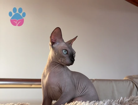8 aylık sphynx (çok cana yakın) DİŞİ