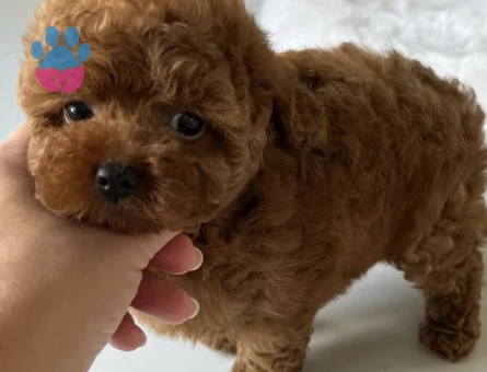 ÇOK ÖZEL TOY POODLE YAVRULARIMIZ - 6585